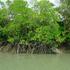 Mangroves of Maharashtra  महाराष्ट्रातील कांदळवने icon