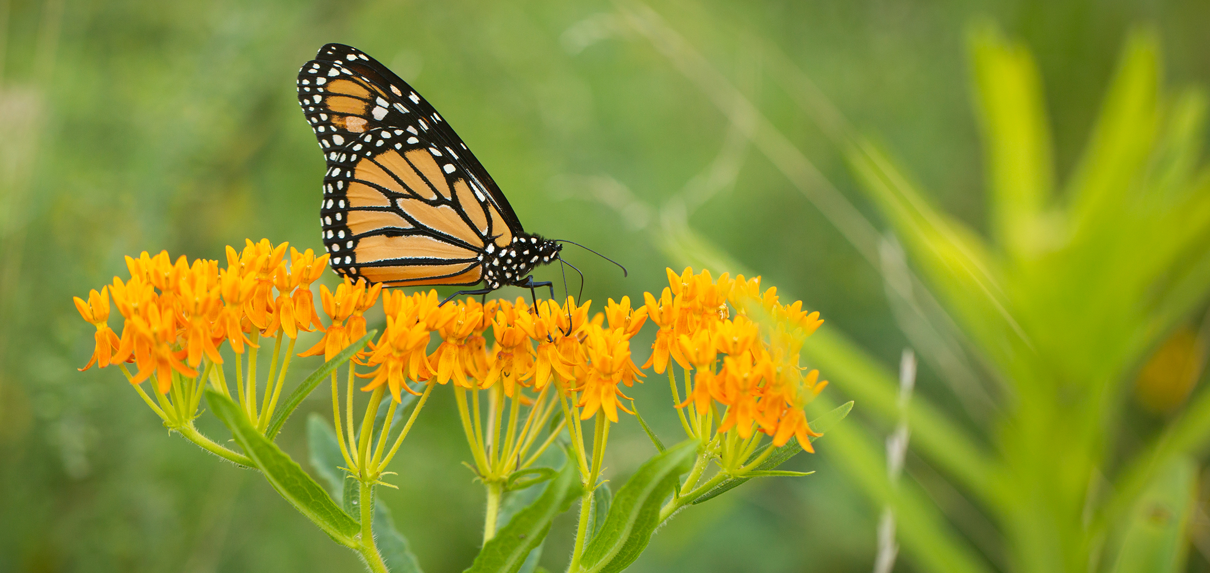 Monarchs and Milkweeds of the Laurel Highlands · iNaturalist Chile