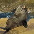 Auckland Seal sightings icon