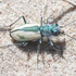Tiger Beetles of North America North of Mexico icon