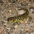 RMNP Western Tiger Salamander Survey icon