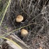 Fungi and lichens of PEFO icon