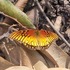 Mariposas de Sabaneta Colombia icon
