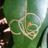 Leafminers of South America icon