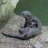 Chesapeake Bay River Otter icon
