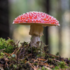 Baton Rouge Mycological Society Project icon