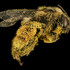 Pollinators in Crisis UMD 2022 icon