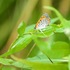 Lepidoptera of Stark Co. Ohio icon
