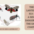 Lantern Fly Fiasco icon