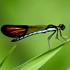 Odonata of the Philippines icon