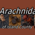 Arachnida of Island County icon