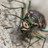 Ohio Tiger Beetles (Cicindelidae) icon