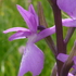 ORCHIDS of Europe icon