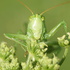 Orthoptera of Hungary icon
