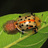 Ovipositing insects icon