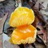 The Nature of Dutch Fork - Mushrooms icon