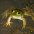 The Nature of Dutch Fork - Amphibians icon