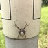 The Nature of Dutch Fork - Spiders and Such icon