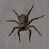 Arachnids of Nepal icon