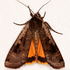 CNY Noctuidae icon
