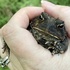 Amphibians of Foote's Pond Wood icon