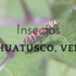 Insectos Huatusco icon