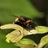 Bees robbing nectar icon