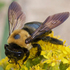 CNY Apidae icon
