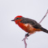 Birds of Yuma County icon