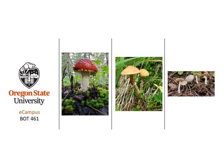 BOT 461 2023 Mycology OSU eCampus · iNaturalist