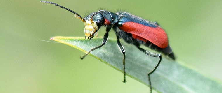 CNY Cleroidea · iNaturalist Mexico