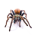 Tarantulas de Sonora icon