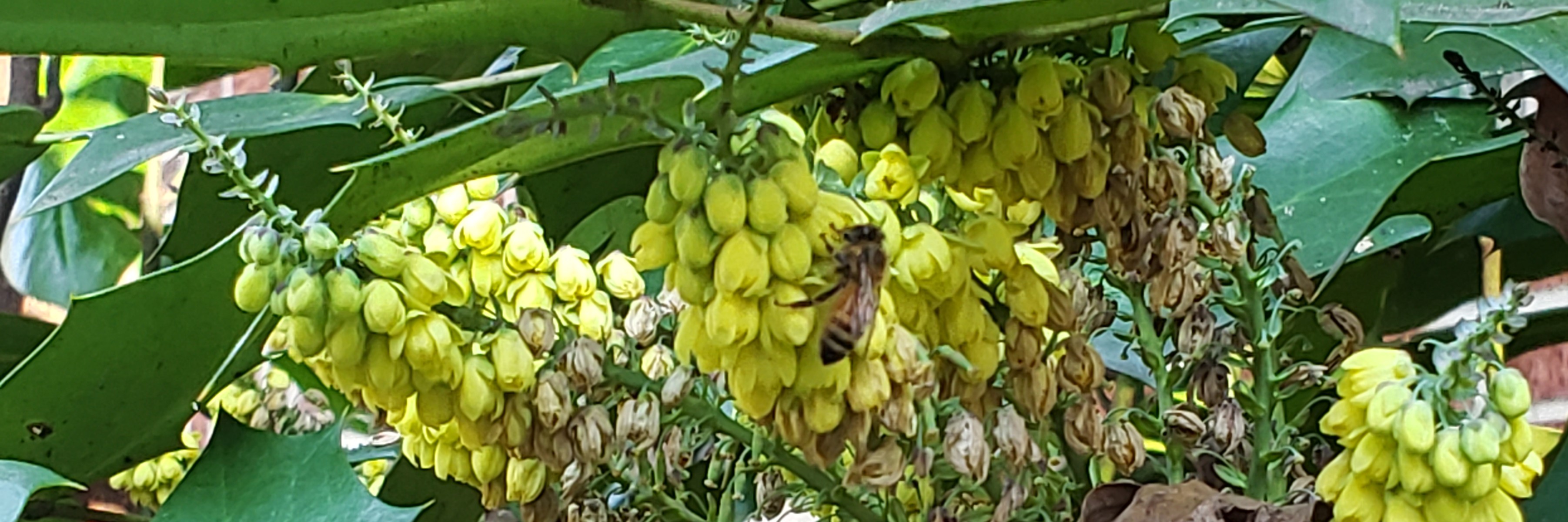 Bee Forage of Metro Atlanta · BioDiversity4All