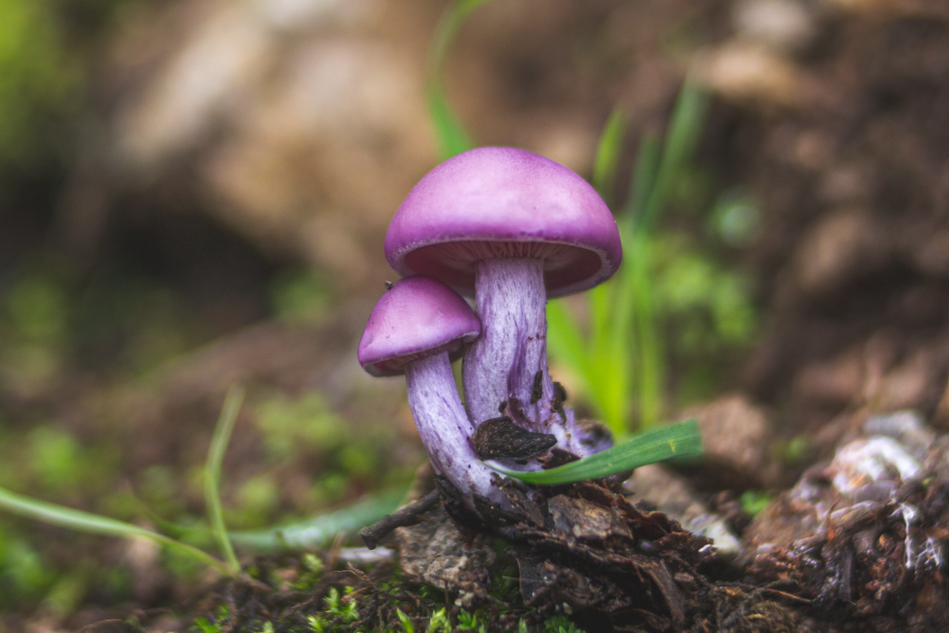 Hongos de la Región Metropolitana · iNaturalist