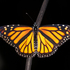 CNY Papilionoidea icon