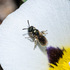 Eldorado National Forest Pollination Project icon