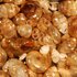 Snails and Slugs of Kansas icon
