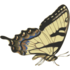 Kingston Field Naturalists: Butterflies icon