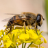 Pollinators of Erzincan icon