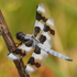 Cowichan Valley Odonata icon