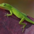 Uptown Lizards icon