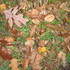 Leaf Litter Life New England USA icon