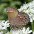 Butterflies of Lane County, Oregon icon