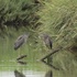 Birds Using Tree Perches in the Marsh icon
