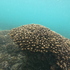 Reef-building Corals of Ecuador icon