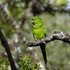 Aves de la Reserva de la Biosfera Archipiélago de Revillagigedo icon