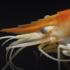 Shrimp GSL Crevettes icon
