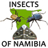 Insects of Namibia icon
