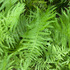 Mosses and Ferns of Audubon Park icon