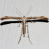 CNY Pterophoroidea icon